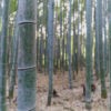 Bambouseraie d'Arashiyama, Kyoto, Japon